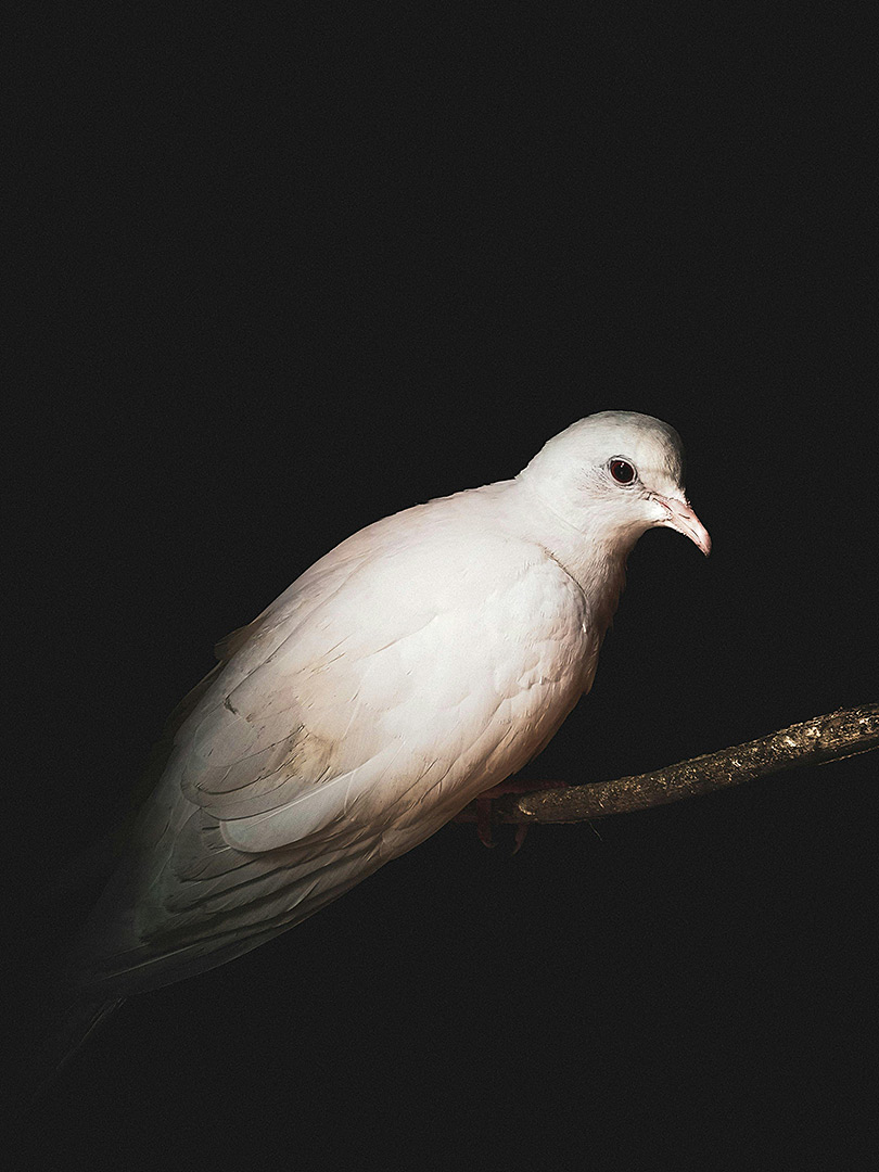 dove